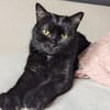 Pantherin Luna sucht Zuhause