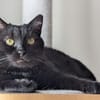 Pantherin Luna sucht Zuhause