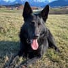 Irie - Vermittlungshilfe -
