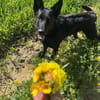 Irie - Vermittlungshilfe -