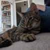 Unser zartes Katzenseelchen Findus