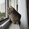 Unser zartes Katzenseelchen Findus