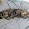 Unser zartes Katzenseelchen Findus
