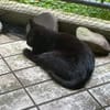 Gina sucht ein liebevolles Zuhause