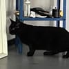 Gina sucht ein liebevolles Zuhause