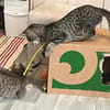Dina u. Daisy suchen liebevolles Zuhause