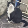 Olena sucht ein ruhiges Zuhause