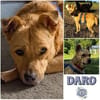 DARO * freundlicher Bub vertraut immer mehr