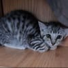 Lilli