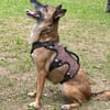 NISHA sucht ihre eigene aktive Familie