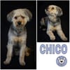 CHICO -Verkuschelt & gut gelaunt-