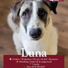 Freundliche und aufmerksame Hündin Luna