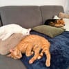 Jamie sucht sein Für-immer-Zuhause