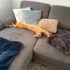 Jamie sucht sein Für-immer-Zuhause