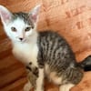 Mike  junges Kitten sucht Zuhause mit Katzenfreund