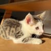 Mike  junges Kitten sucht Zuhause mit Katzenfreund