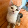 Mike  junges Kitten sucht Zuhause mit Katzenfreund