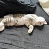 Mike  junges Kitten sucht Zuhause mit Katzenfreund