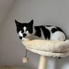 Blinde Bonita aus dem Tierschutz