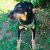 Gino ein Schnauzer Labrador Mix