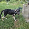 Roxy - die kleine Entdeckerin mit Köpfchen