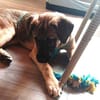 Goofie neues Zuhause gesucht!