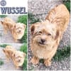 WUSSEL -rundum tolles Hundekind-