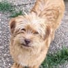 WUSSEL -rundum tolles Hundekind-