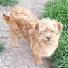 WUSSEL -rundum tolles Hundekind-