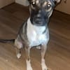 Bella sucht dringend neues Für-immer-Zuhause (I)