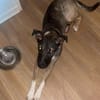 Bella sucht dringend neues Für-immer-Zuhause (I)