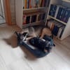 Bella sucht dringend neues Für-immer-Zuhause (I)