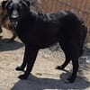 Gorbi  54 cm (Pflegestelle)