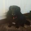 Dagny sucht ein Für-immer-Zuhause