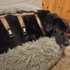 Dagny sucht ein Für-immer-Zuhause
