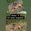 Boxerjunge Maison wartet  schon so lange auf Dich!