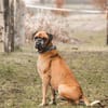 Boxerjunge Maison wartet  schon so lange auf Dich!