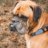 Boxerjunge Maison wartet  schon so lange auf Dich!