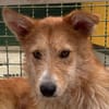 SONJA-zauberhafte, freundliche Hündin