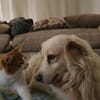 Goldi sucht ein Zuhause / Pflegestelle