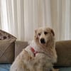 Goldi sucht ein Zuhause / Pflegestelle