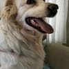 Goldi sucht ein Zuhause / Pflegestelle