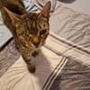 ❤ Greta sucht ihr Für-immer-Zuhause ❤