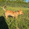 Lisia