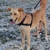 Kiko mâle Berger Créole