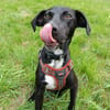 Cheeky chiot mâle Berger Créole