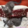 NUBE ET NUIAQ À ADOPTER ENSEMBLE OU SEUL SI DÉJÀ UN CHAT PRÉSENT CHEZ VOUS