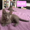 NUBE ET NUIAQ À ADOPTER ENSEMBLE OU SEUL SI DÉJÀ UN CHAT PRÉSENT CHEZ VOUS