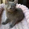 NUBE ET NUIAQ À ADOPTER ENSEMBLE OU SEUL SI DÉJÀ UN CHAT PRÉSENT CHEZ VOUS