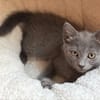 NUBE ET NUIAQ À ADOPTER ENSEMBLE OU SEUL SI DÉJÀ UN CHAT PRÉSENT CHEZ VOUS